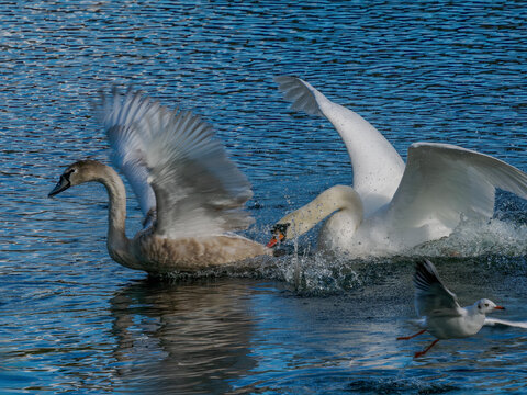 A mute swan with raised wings drives off a young cygnet on the lake at Studley Royal,Ripon.