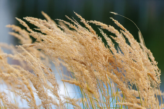 Golden grass sways gently in the breeze