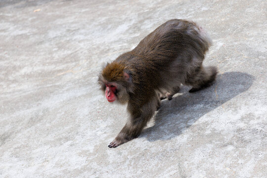 Stubborn monkey walks across concrete ground