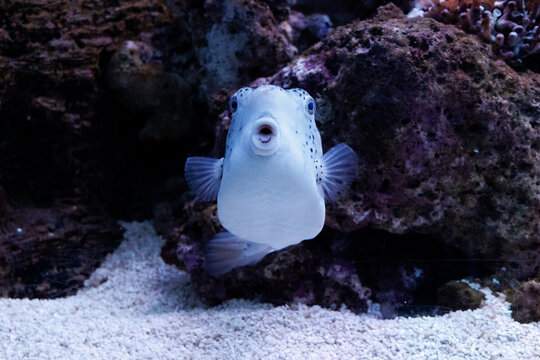 Spotted fish swims near coral and rocks