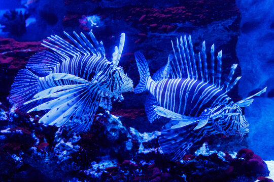 Two lionfish swim near coral reef under deep blue light