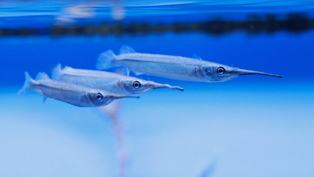 Three slender fish glide through clear blue water