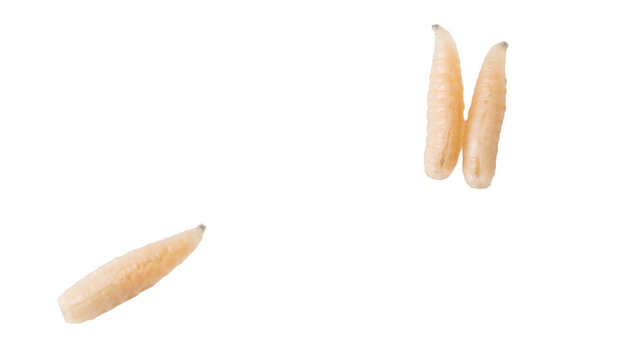 Live larvae float against a plain white background