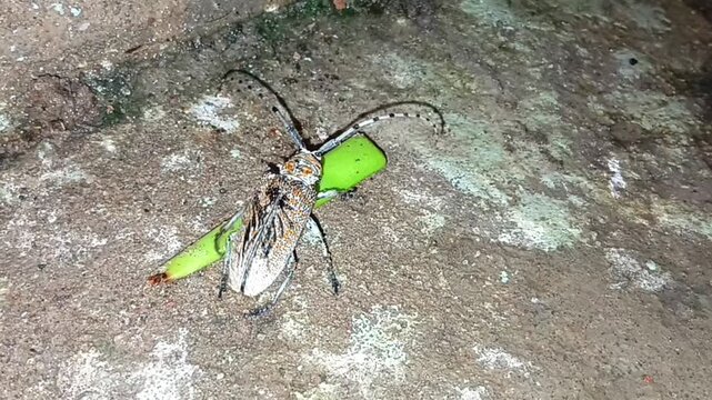 A longhorn beetle crawling on a rough concrete surface near a small green leaf close-up shot of a long-horned walking weathered outdoor ground next