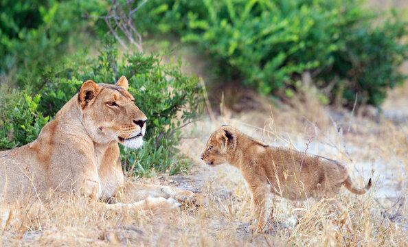 Lioness and 6 week old cub - the cub is standing looking it's Mum, while she looks alert.