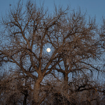 Full moon rising behind winter trees