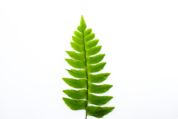 Fern leaf isolated on white © Rhaka