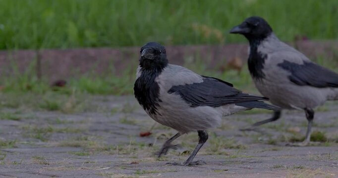 Hooded crows walking on urban pavement searching for food