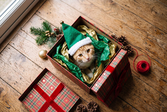 Cat in green elf hat peeking out of open gift box on wooden floor