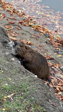 Vertical video of a nutria sitting on fallen autumn leaves near a river in Prague, eating. Urban wildlife, autumn nature, riverside animal scene.