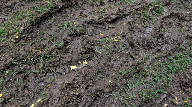 Wet churned brown mud with trampled green grass blades and small yellow fallen petals randomly scattered on dirty soaked ground after heavy rainfall, with slippery texture and dark patches of wet soil