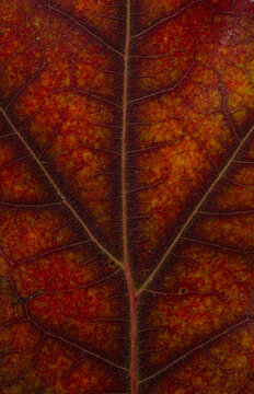 Close-up of a multicolored maple leaf transitioning from green and yellow to deep red, isolated against a cyan background with visible veins and an elegant diagonal stem