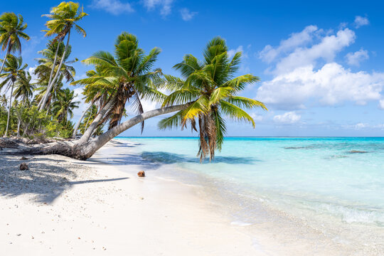 Palm trees on the beach, North Pass, Fakarava, French Polynesia, South Pacific