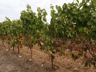 A row of grapevines capturing the authenticity of a *terroir*—ideal for themes related to nature, agriculture, wine, and travel. © catf