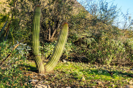 Argentine Saguaro (Leucostele terscheckii or Echinopsis spachiana) Columnar cacti in North Mountain Park, Phoenix, AZ