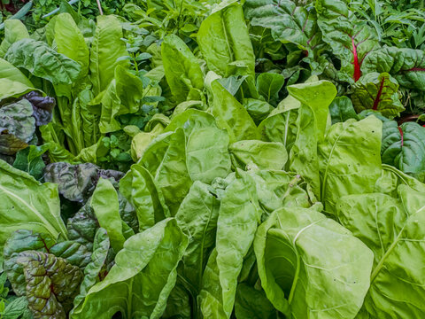 Fresh Green Swiss Chard Leaves in the Garden