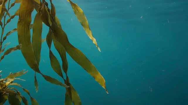Undulating Amber Kelp Fronds Suspension and Oceanic Canopy Rest