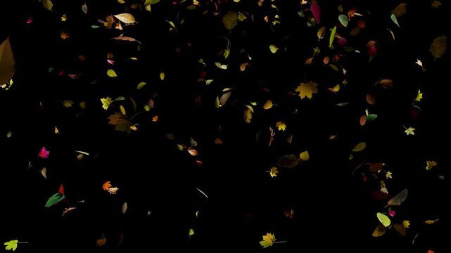 Falling autumn leaves realistic.3D rendering.Element footage with alpha channel