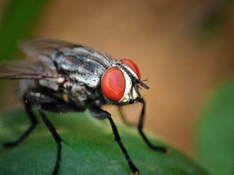 Extreme macro photograph of a flesh fly head showing detailed bright red compound eyes and striped body perched on a green leaf in nature