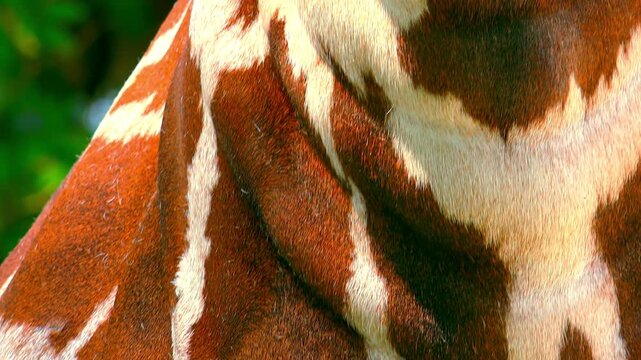 Camera glides up long neck of giraffe to its eye and head