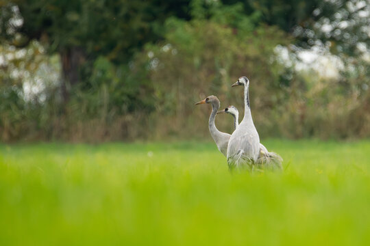 Eurasian crane (Grus grus)