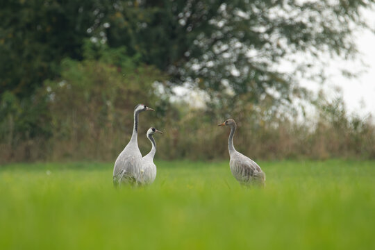 Eurasian crane (Grus grus)