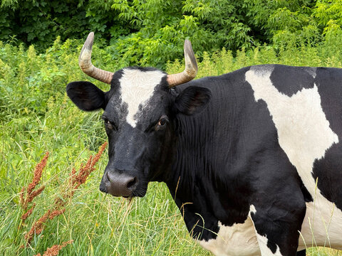 Dairy cow in the field 