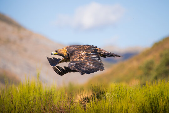 Golden eagle flying low over a green wilderness landscape