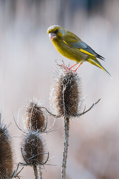 European greenfinch perching on dry teasel head in winter