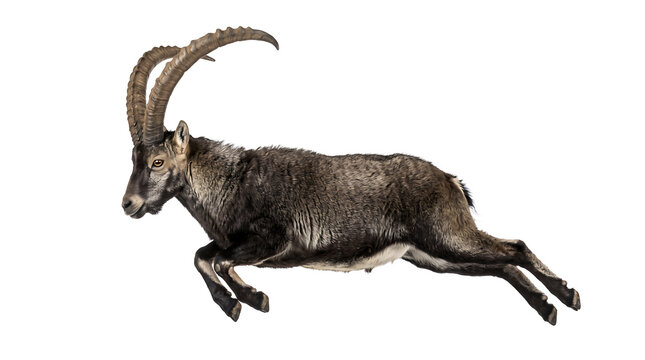 Alpine Ibex Running Isolated