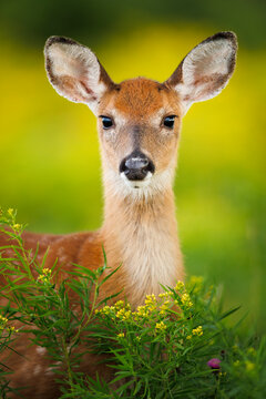 Alert Fawn