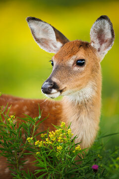 Fawn Portrait