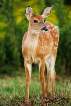 White-tailed Deer Fawn
