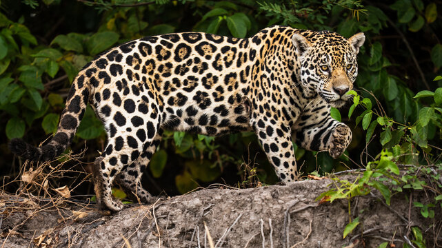 Jaguar walking on riverbank, stealthy predator in jungle