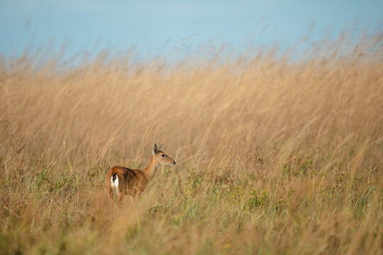 Pampas deer looking right in tall grass