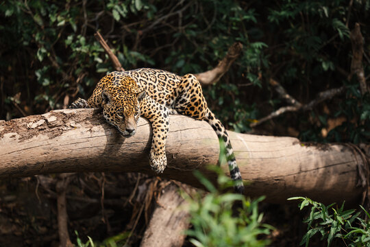 Jaguar resting on fallen tree trunk in rainforest