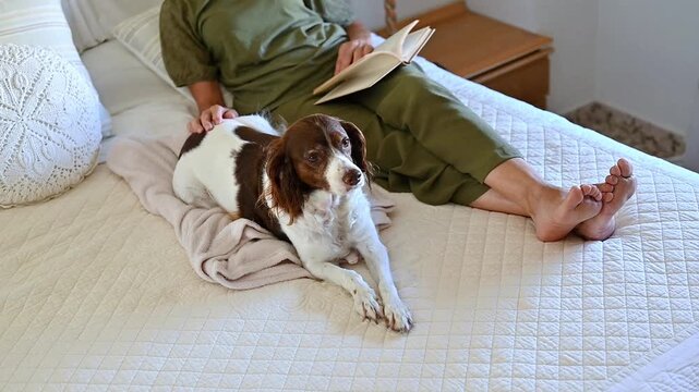 Overhead view of a woman reading a book and gently petting her Springer Spaniel dog resting on a bed, peaceful pet friendly living, responsible animal care and the everyday comfort
