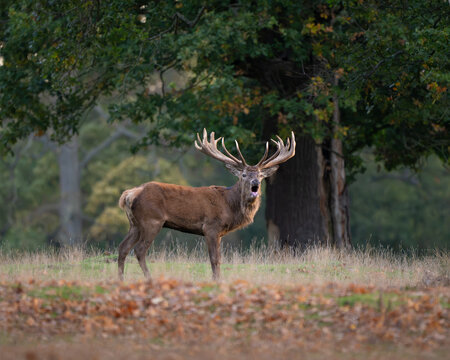  Low angle view of a wild Red Stag stag mid-roar, asserting territory and defending his harem during the competitive autumn deer rut.