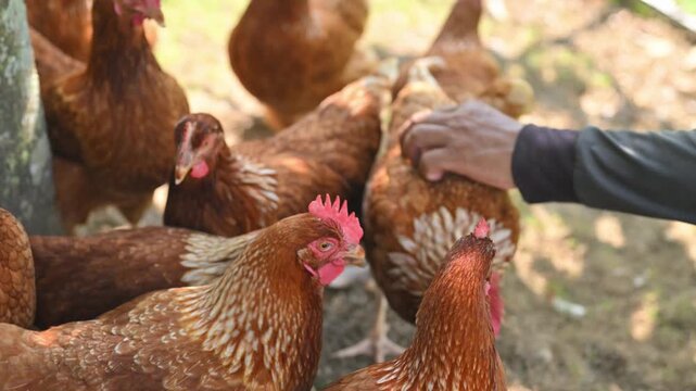 Free Range Brown Hens Foraging Outdoors on a Sunlit Farm