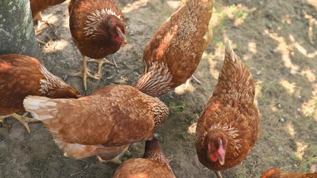 Free Range Brown Hens Foraging Outdoors on a Sunlit Farm