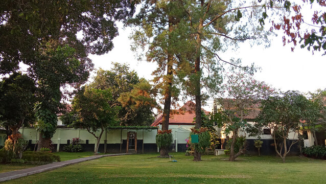 Peaceful Tropical Garden with Green Lawn, Tall Pine Trees and Tiled Roof House