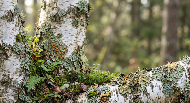 Pale green and orange lichen clinging to the textured white bark of a silver birch tree
