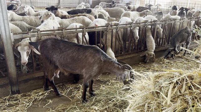 Avihai Farm, Nahal Shiloh, Binyamin Regional Council, West Bank: A goat in the foreground eats hay alongside long-eared Assaf sheep with yellow and white ear tags reaching through the metal corral bar