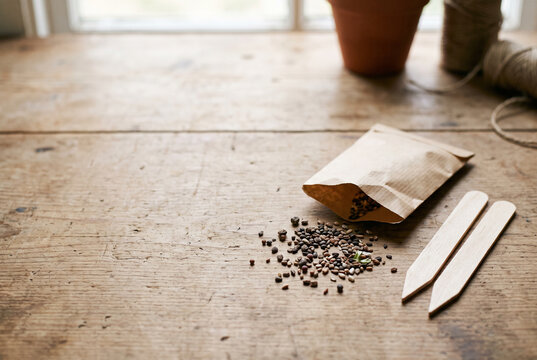 Seeds spilling from a blank paper packet beside plant markers