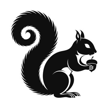 black and white squirrel