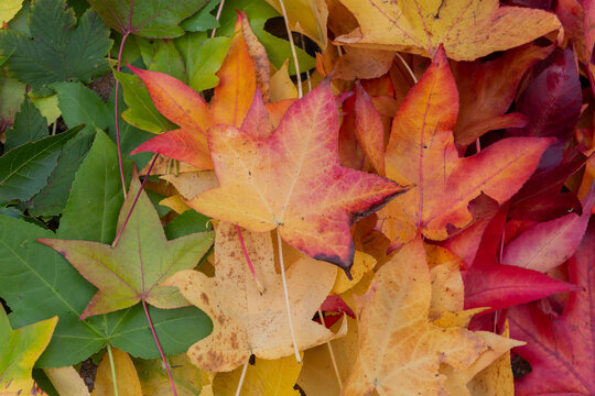 autumn leaves background from fallen maple tree foliage