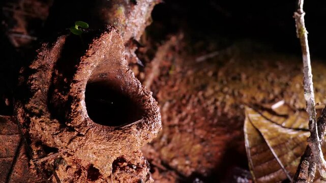 Entrance to a meliponine bee nest, situated on a leaf cutter ant mound in rainforest, Ecuador. Bees swarming out of hole 
