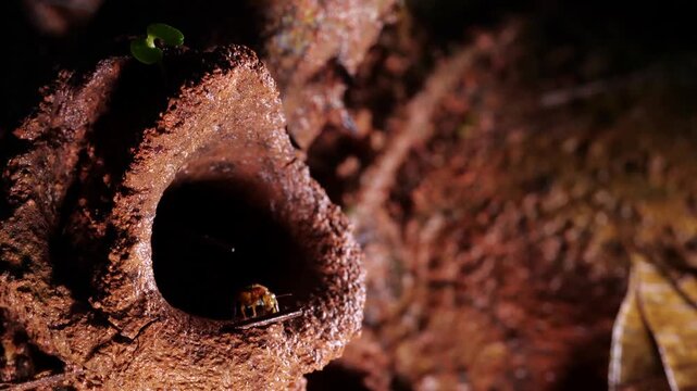 Entrance to a meliponine bee nest, situated on a leaf cutter ant mound in rainforest, Ecuador. Bees swarming out of hole 