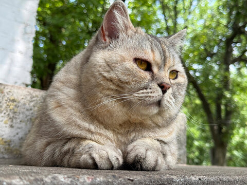 A cute cat is lying on the threshold of the house