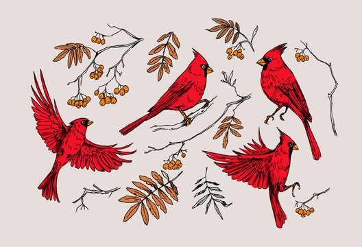 Red cardinal birds set with rowan berries and autumn leaves. Hand drawn ink sketch illustration.